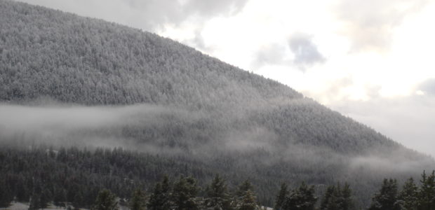 Wolf Howls Yellowstone Back to Health – By Chip Ward Fifteen years have passed since wolves were reintroduced to Yellowstone National Park and the results are in. The controversial experiment has been a stellar success. Essay by Chip Ward.