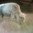 The supernatural appearance of White Buffalo Calf Woman tells of her divine revelations to the Lakota people regarding the Seven Sacred Rites to bring about spiritual rebirth and world harmony.