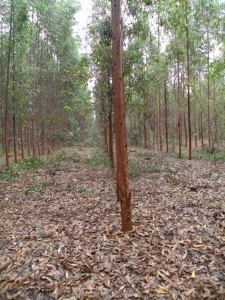Global Justice Ecology Project