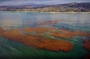ocean health, reef, California, SONGS, nuclear