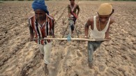 Historically, farmers have stored, traded and shared choice seed from one season to the next. According to Dr. Vandana Shiva, this practice ended with the introduction of patented genetically engineered seeds. Saving seeds now exposes the farmer to costly fines and lawsuits for patent infringement and has resulted in many farmer suicides.