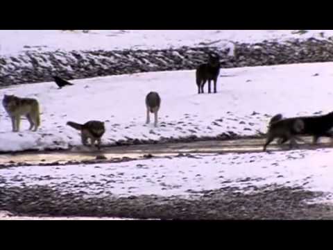 Wolf Pack-Documentary