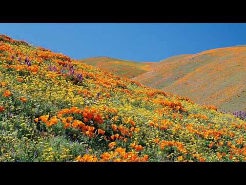 A View from Centennial on Tejon Ranch - by Richard Dickey