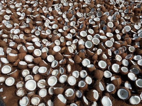 10000 Coconuts Breaking for making Coconut Oil in My Village - How to make Coconut Oil