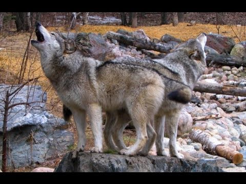 Lords of Nature: Life in a Land of Great Predators - Idaho Segment