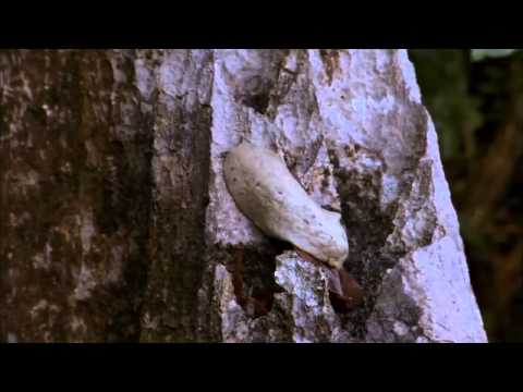 Nature Documentary HD Cuba The Accidental Eden