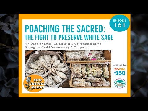 Poaching the Sacred: The Fight to Preserve White Sage - EcoJustice Radio