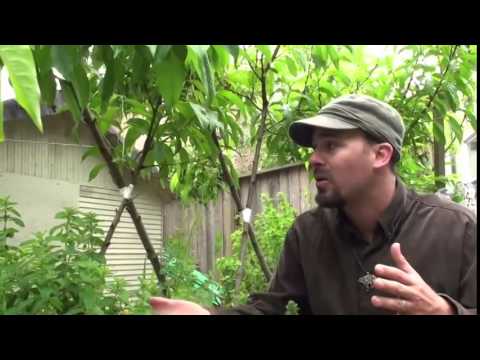 Erik Ohlsen&#039;s Suburban Permaculture Garden Tour