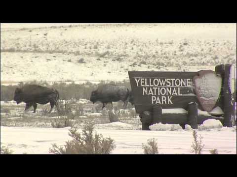 &quot;Facing the Storm: Story of the American Bison&quot; (2010) - Trailer #1