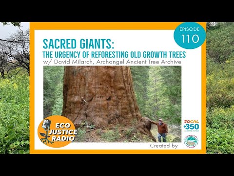 Reforest the Earth: Planting Old Growth Trees in Fight Against Climate Change - EcoJustice Radio