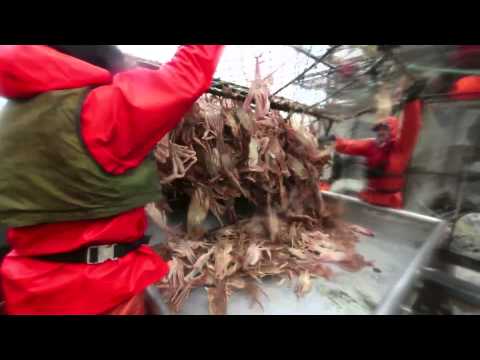 Changing Ocean Chemistry Threatens Alaskan Crabs