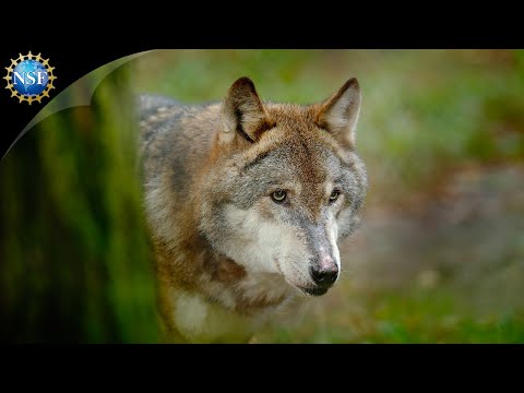 The WOLVES of Yellowstone | Science Nation