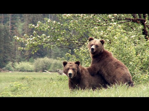 Bear Witness: a film by BC&#039;s Coastal First Nations