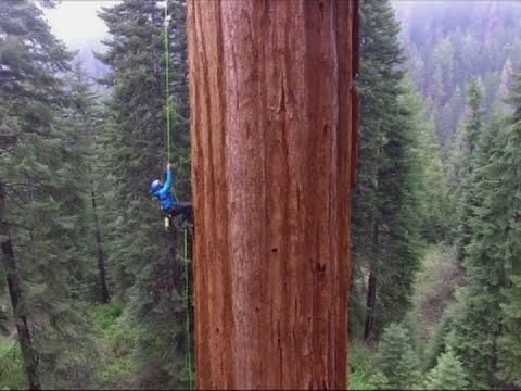 Group Clones Giant Trees to Fight Climate Change