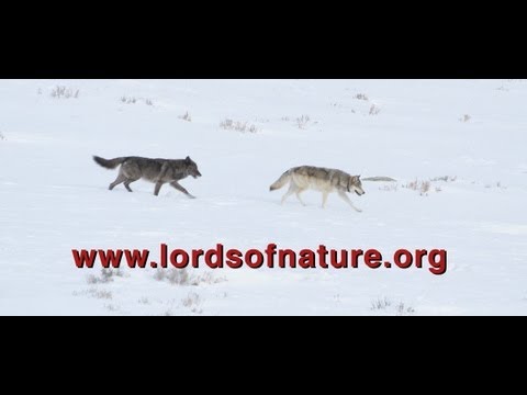 LORDS OF NATURE