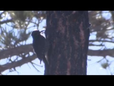 Black-backed Woodpeckers and Fire