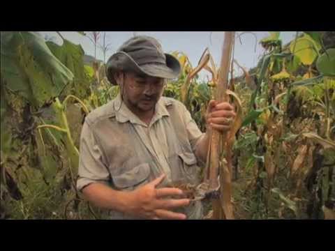 Green Gold - Documentary by John D. Liu