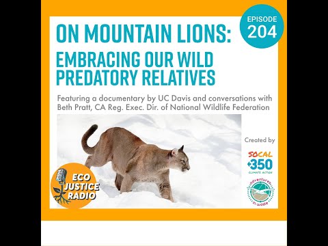 On Mountain Lions: How to Embrace our Wild Predatory Relatives #cougars #mountainlion