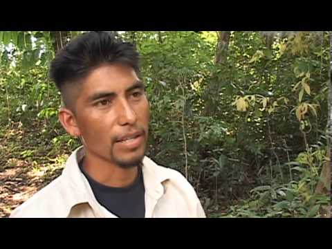 REDD : la codicia por los árboles (El Caso Chiapas: la Selva Lacandona al mejor postor)