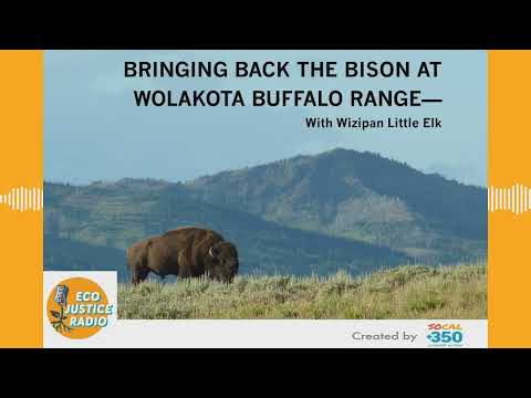 Bringing Back the Bison at Wolakota Buffalo Range - EcoJustice Radio