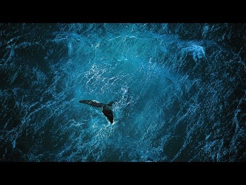 Planet Ocean [UK]- the film by Yann Arthus-Bertrand &amp; Michael Pitiot