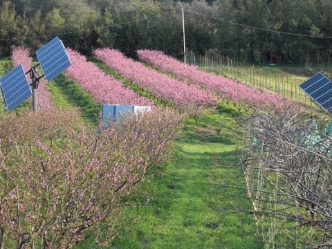 Organic, no-till agroecolgy/permaculture farm suppresses insect and disease pests.