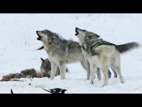 Shades of Gray: Living with Wolves