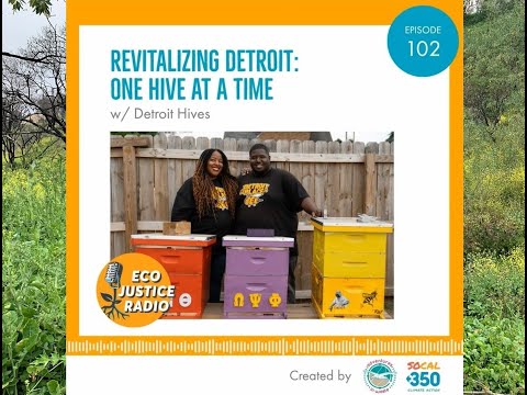 Detroit Hives: Honey Bee Farms as Urban Revitalization - EcoJustice Radio