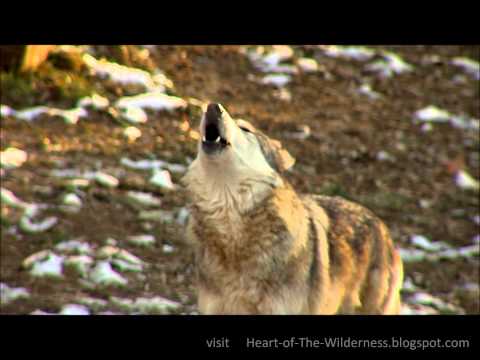 Awesome Wolf Howling Compilation