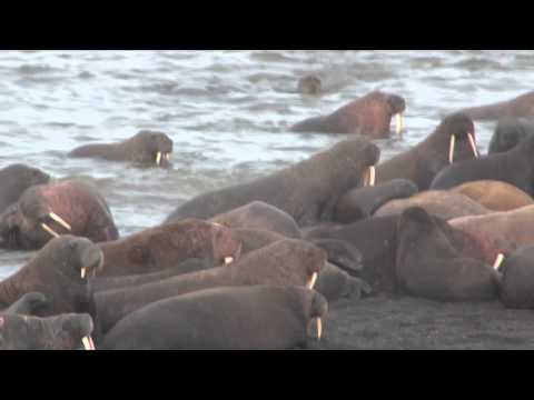 USGS Science: Walrus Haul-Out 2011