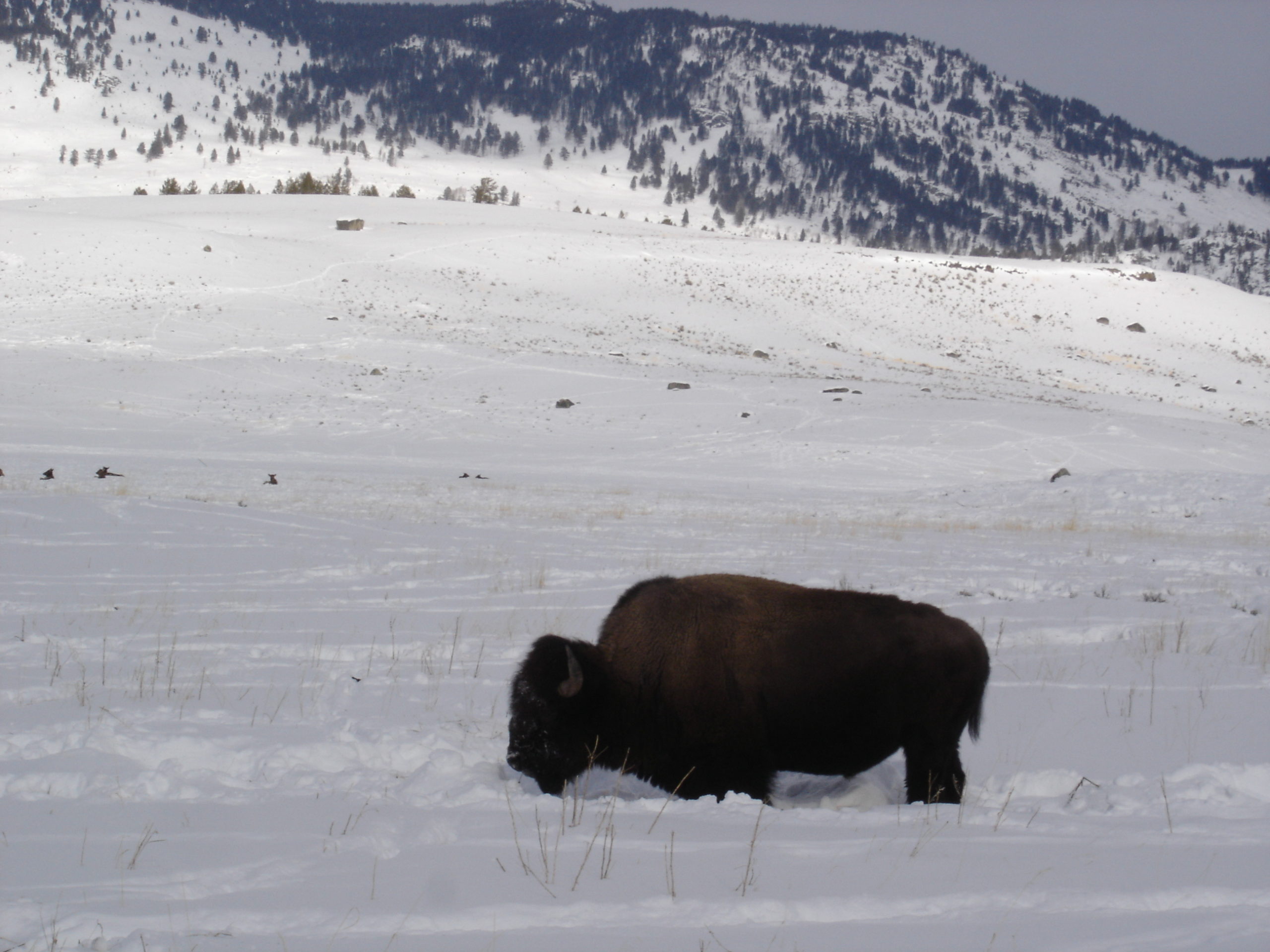 bison, Yellowstone