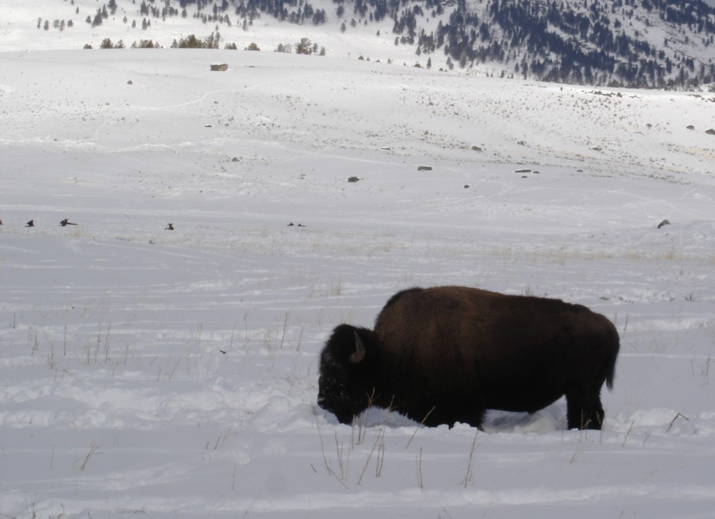 bison, yellowstone national park