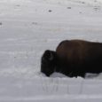 The bison slaughter is proposed to appease the intractable and unreasonable demands of Montana's livestock industry to zero tolerance for native bison on Montana soil. All of this is justified in the name of controlling brucellosis, a disease that can cause domestic livestock to abort their first calf.