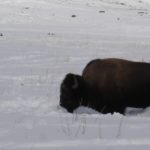 Buffalo, Bison