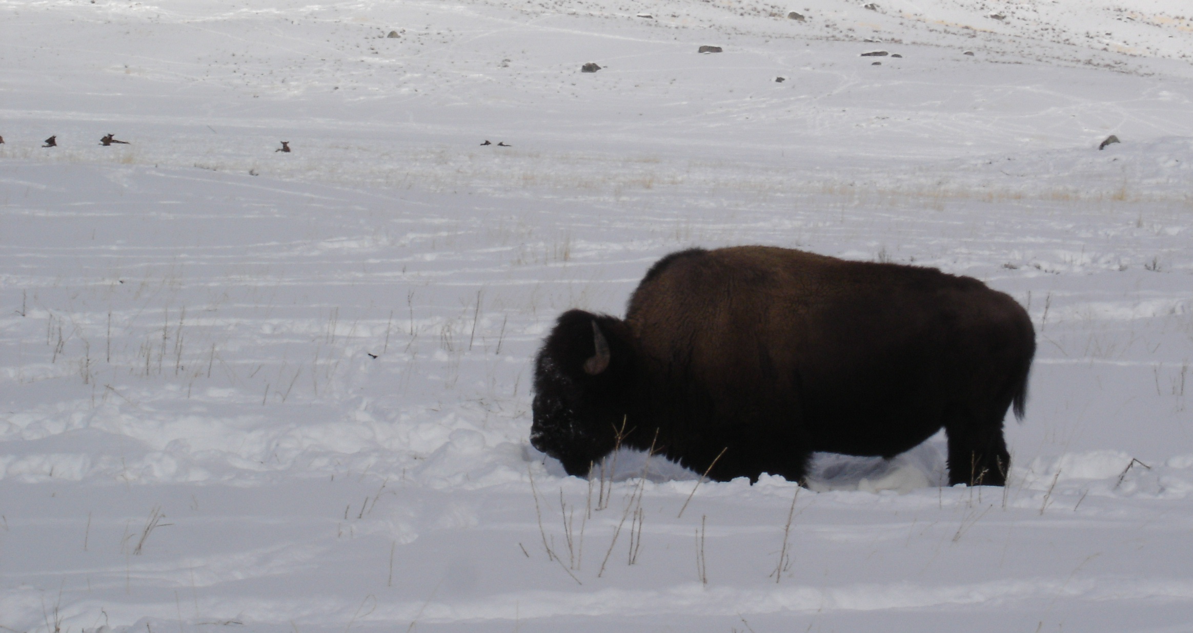 Buffalo, Bison