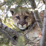 mountain lions see their habitat decreasing