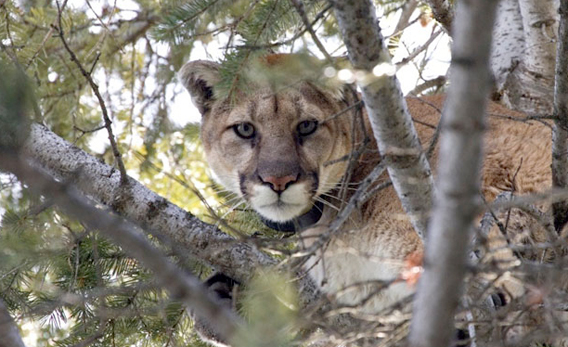mountain lion, habitat, endangered species