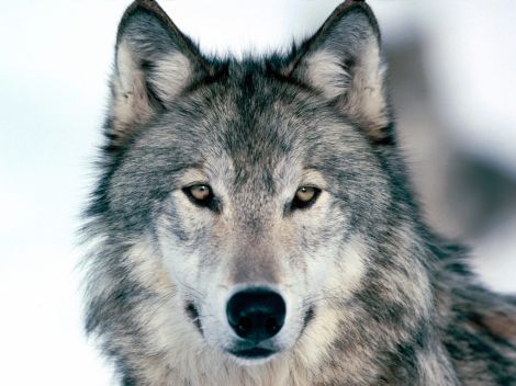 wolf wars, Northern Rockies