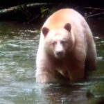 Great Bear Rainforest, British Columbia