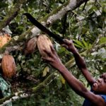 child labor in West Africa, chocolate