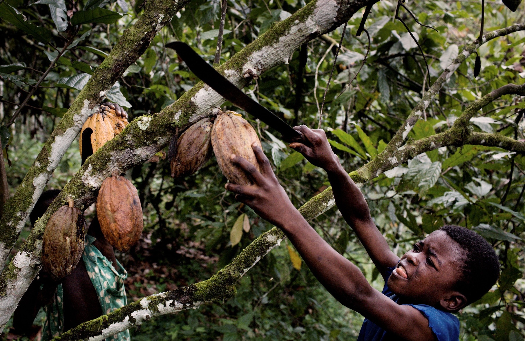 child labor in West Africa, chocolate