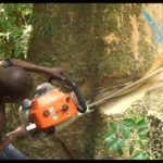 Papua New Guinea, illegal logging