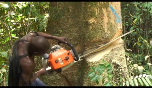 Logging In Png Papua New Guinea: Logging’s “Big Damage” to Forests and Humanity