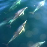 dolphins, Santa Monica Bay