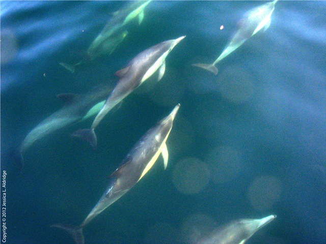 dolphins, Santa Monica Bay, Rainbow Bridge, Chumash Story
