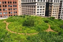 greening the city from the top down
