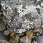 rock lichen