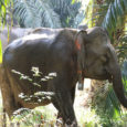 Forest fragmentation and destruction is imperiling the Bornean elephant (Elephas maximus borneensis), according to a new paper published in PLoS ONE. Using satellite collars to track the pachyderms for the first time in the Malaysian state of Sabah, scientists found elephants sensitive to habitat fragmentation from palm oil plantations and logging.
