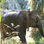 Bornean elephant passing through palm oil plantation.