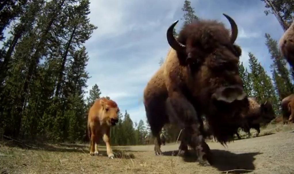 buffalo and calf, Yellowstone, bison